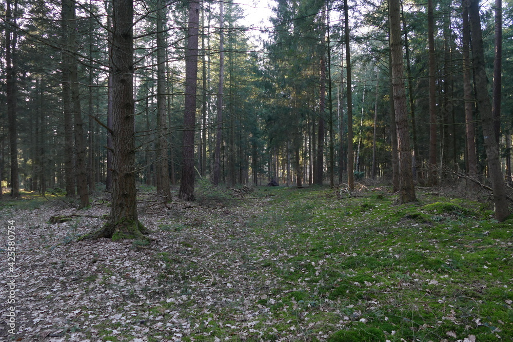 Fototapeta premium Wald in der Elbtalaue bei Gorleben 6