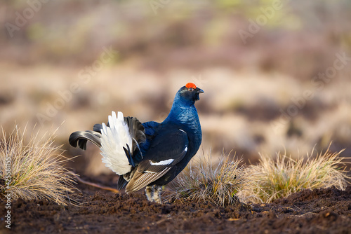 Bild auf Leinwand Black Grouse on spring bog ready for fighting, lekking