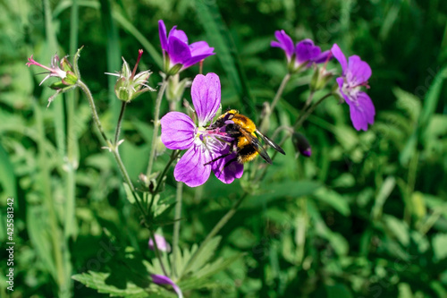 Bumblebee collecting pollen on purple flower of meadow geranium close up on green natural plant background, insect, animal, summer photo