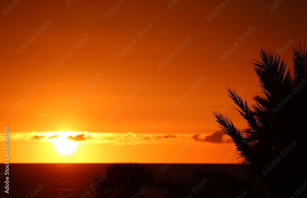 Silhouette of palm tree on sunset sky