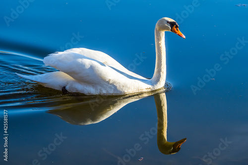 White swan swimming on lake symmetrically reflected in blue water © Gabdulvachit