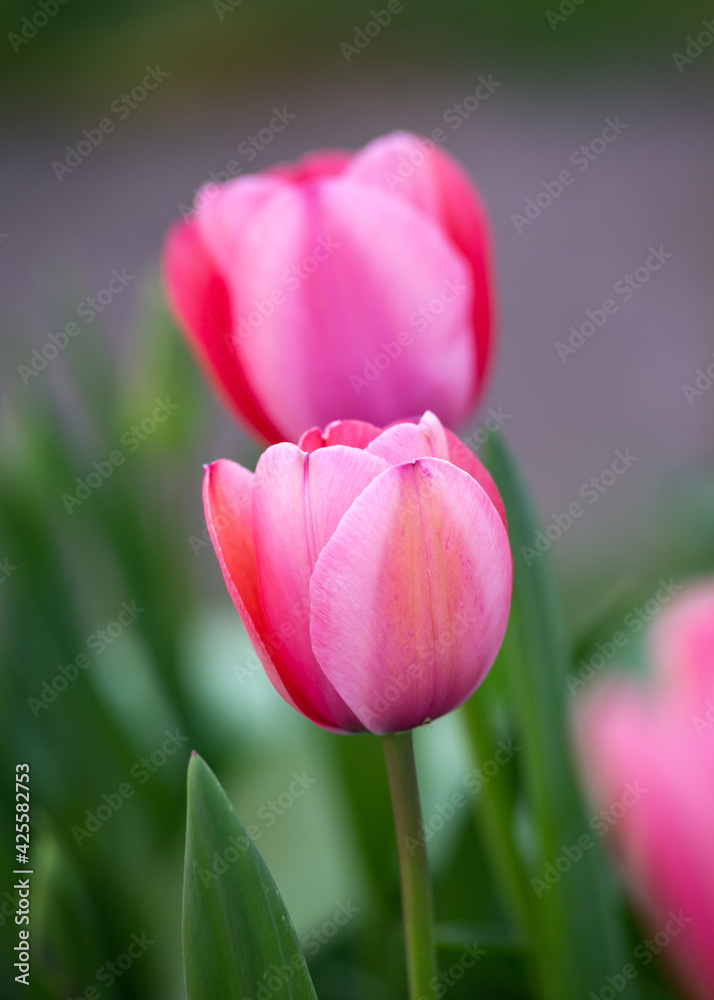 purple pink tulips growing in spring garden purple pink tulips growing in spring garden