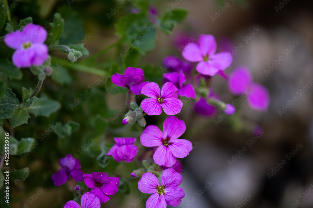 purple Aubrieta rock cress flowers in spring garden