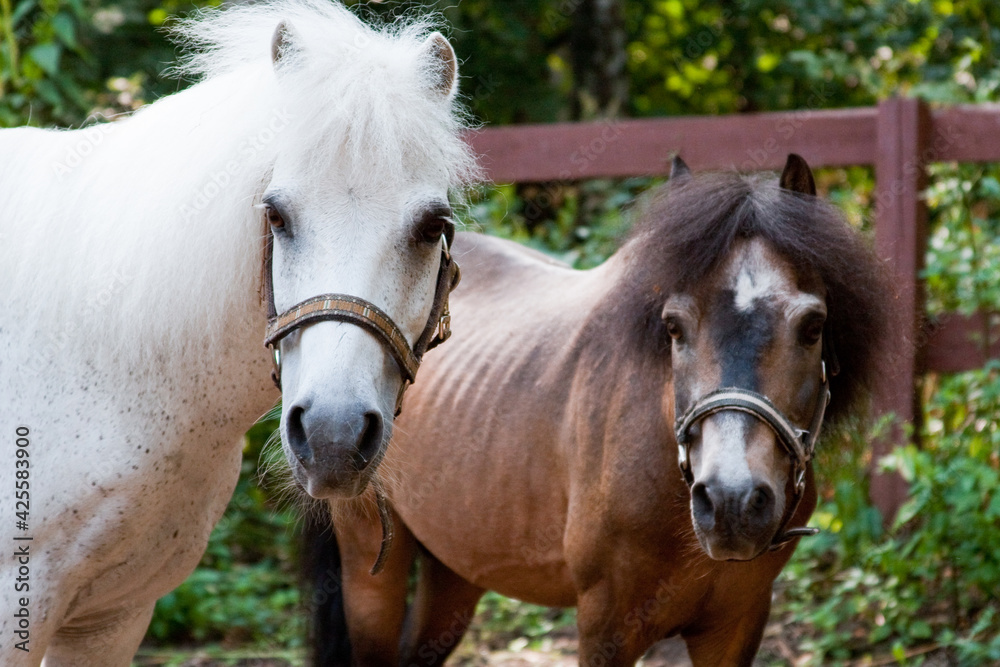 Obraz premium Two ponies, white and brown, look to one side