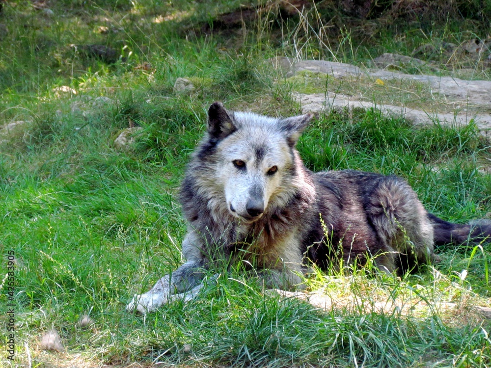 Fototapeta premium loup