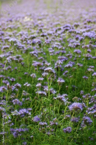 field of purple flowers