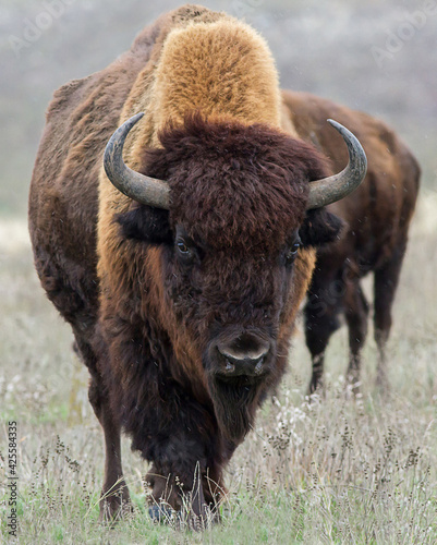 Foto American bison herd in the rain. Buffalo head closeup.