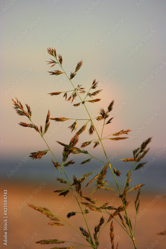 Fototapeta premium reeds at sunset