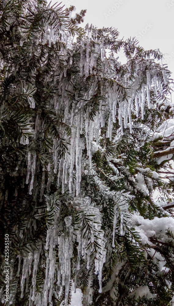 Obraz premium frozen trees