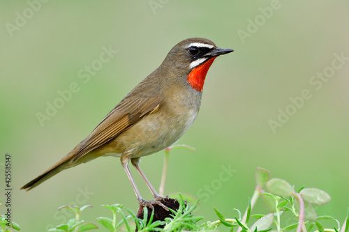 fresh and vivid red throat bird proudly perching on top of pole among green plants in mewdow field  siberian rubythroat