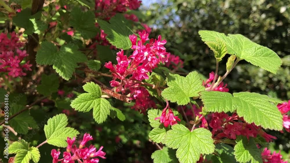 Flowering Currant bush in flower in a garden in spring, United Kingdom Flowering Currant bush in flower in a garden in spring, United Kingdom