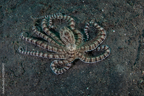 A Mimic octopus, Thaumoctopus mimicus, crawls across a black sand seafloor in Lembeh Strait, Indonesia. This rare cephalopod has the capability of mimicking the behaviors and shapes of other species.