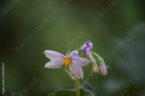 Eggplant flowers bloom in the pollen close up. vegetable wallpaper background photo