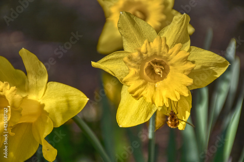 Osterglocke, Narzisse, Frühling, Frühlingsbote, Ostern, Gelbe Narzisse, gelb, Blüte, Trompete, blühen, Blütenkelch, Blatt, Stengel, Aprilglocke, Märzglocke, Märzbecher, Osterglöckchen, Falscher Narzis photo