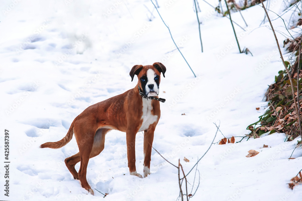 dog breed boxer in winter forest