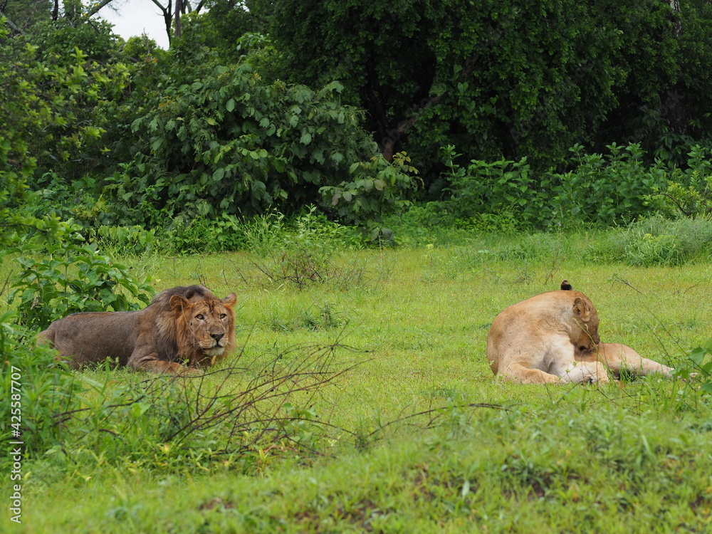 Naklejka premium Lion couple in green savannah