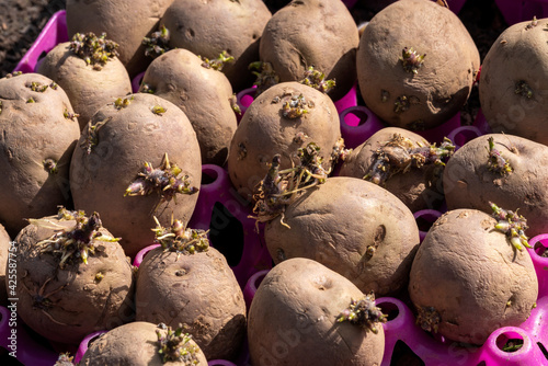 Tableau sur toile Seed potato tubers having been chitted in a pink plastic tray ready for planting