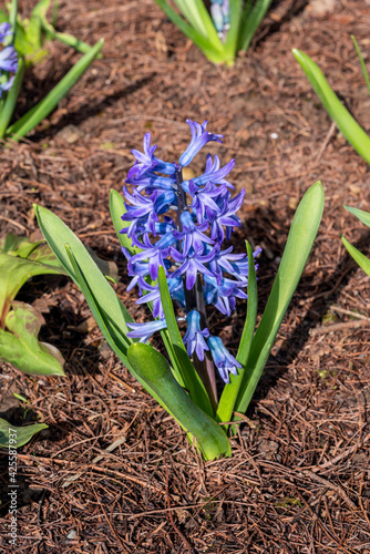 Hyacinth  Hyacinthus orientalis   Aida  a spring flowering bulbous plant with a blue springtime flower spike in March  stock photo image