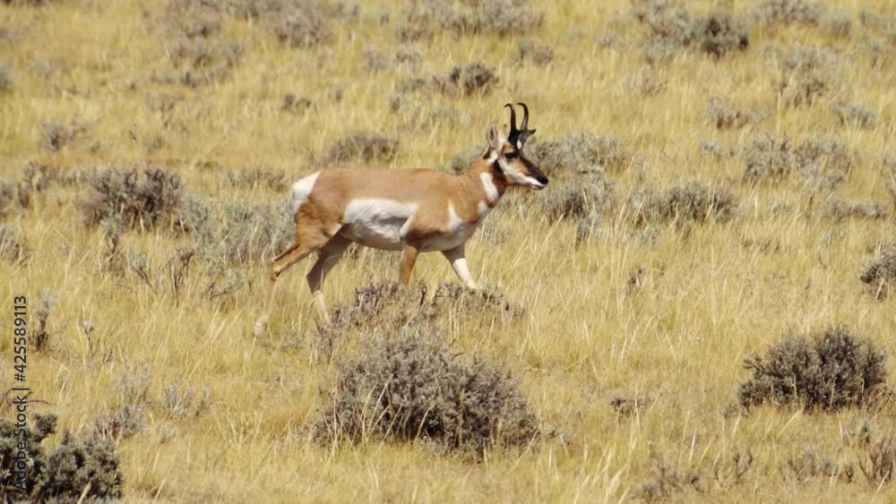 Antelope Buck Walking Across a Grassy Wyoming Hillside Antelope Buck Walking Across a Grassy Wyoming Hillside