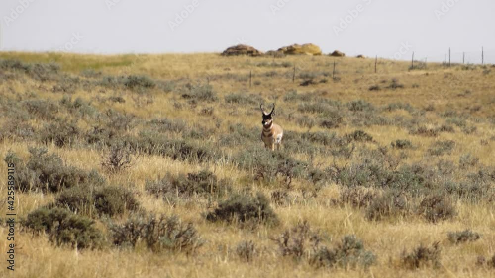 Isolated Male Pronghorn Walking Through Sagebrush in Wyoming Desert Heat Waves Isolated Male Pronghorn Walking Through Sagebrush in Wyoming Desert Heat Waves