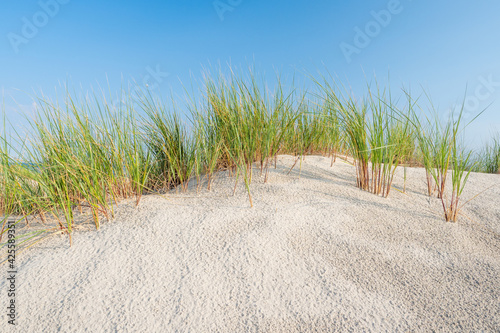 Sand dune with grass at the north sea