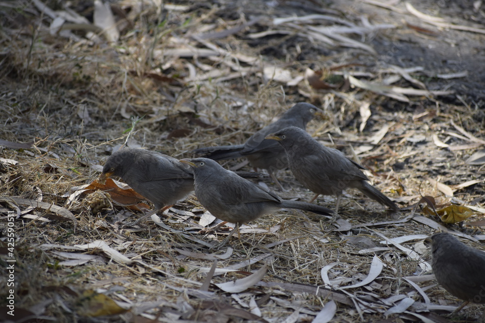 Obraz premium Jungle babbler (Turdoidesstriata) common bird – Delhi -india.