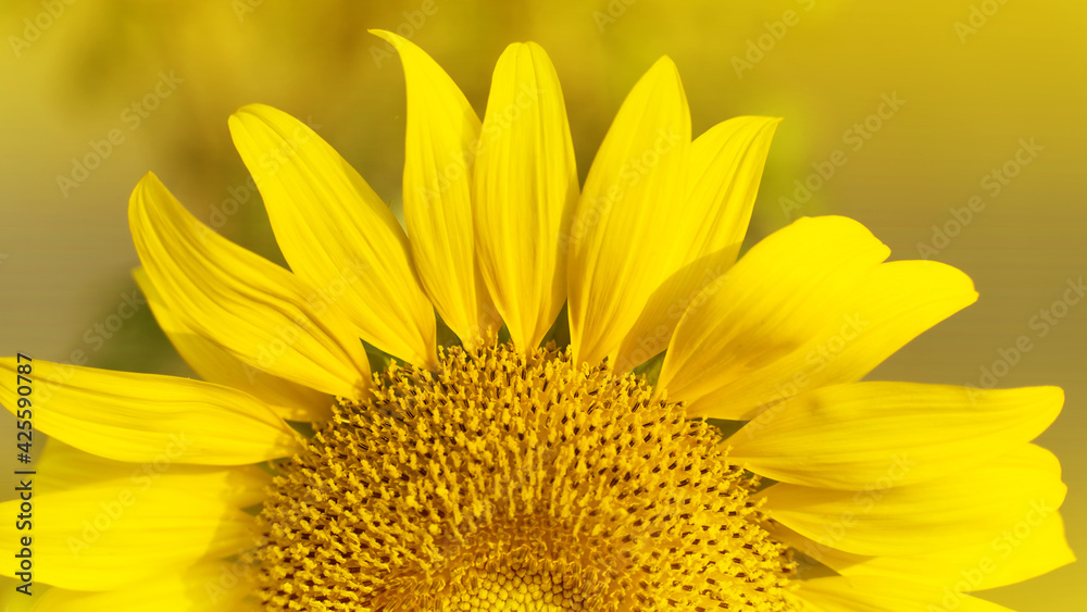 Sunflower natural background. Sunflower blooming. Close-up of sunflower. in Thailand Sunflower natural background. Sunflower blooming. Close-up of sunflower. in Thailand
