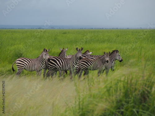 Zebras in green savannah 
