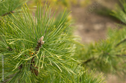 On a blurred background of the spring forest, a pine branch.
