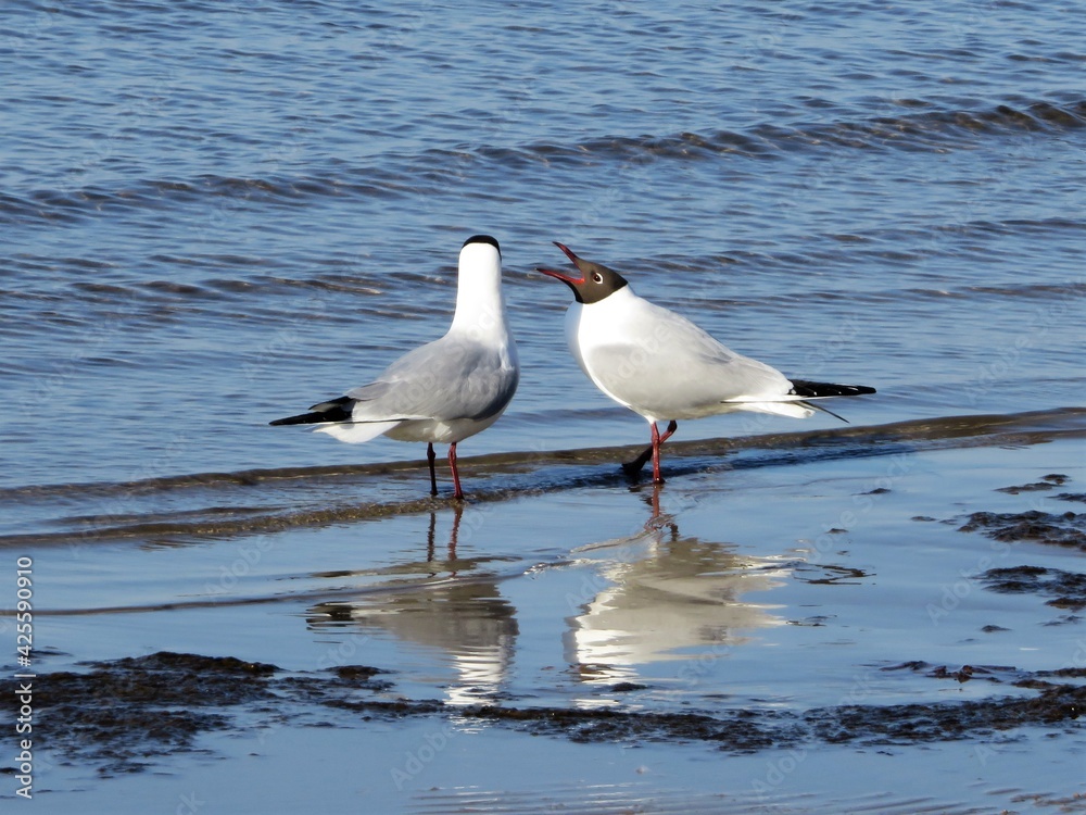 Naklejka premium seagull on the beach
