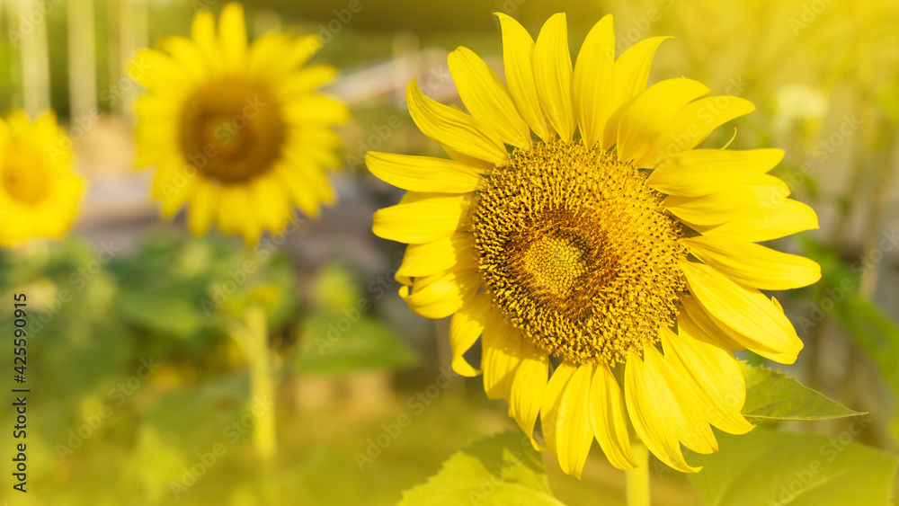 Sunflower natural background. Sunflower blooming. Close-up of sunflower. in Thailand