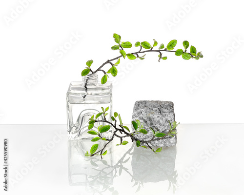 Natural Green laboratory. Abstract floral arrangement. Grey granite podium with product in transparent glass vial. Reflections of leaves distorted in water. Springtime green twigs in jars and tubes.