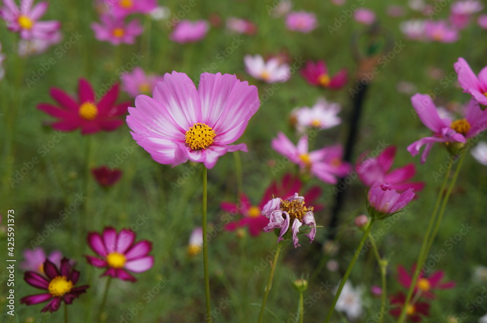 Beautiful pink and red flowers grow in natural flower fields. Beautiful pink and red flowers grow in natural flower fields.