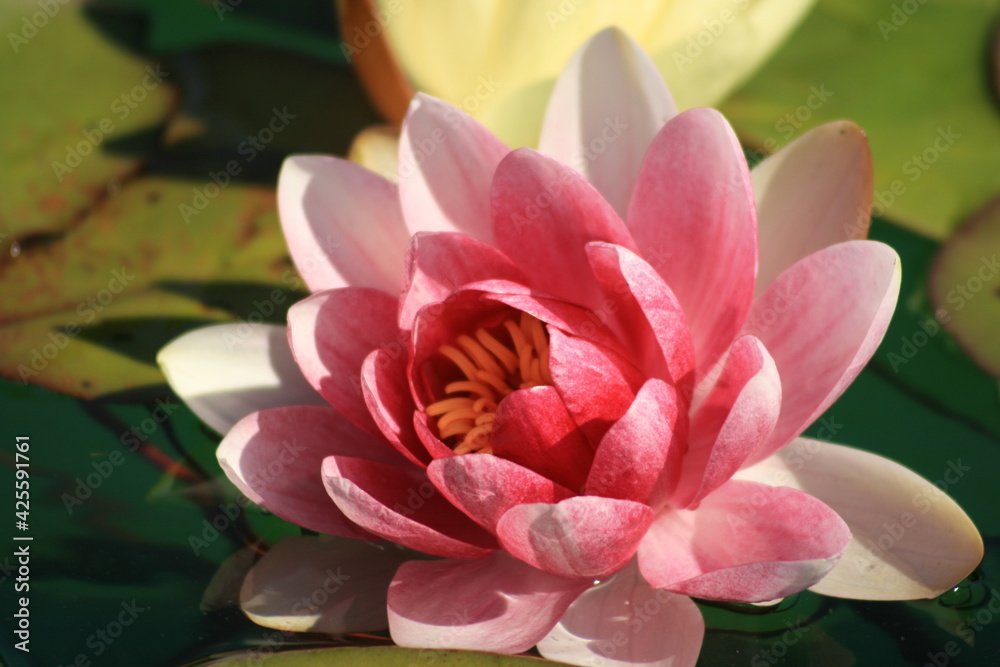 pink water lily