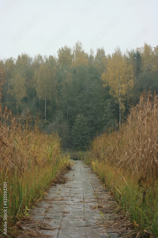 Fototapeta premium path in autumn forest