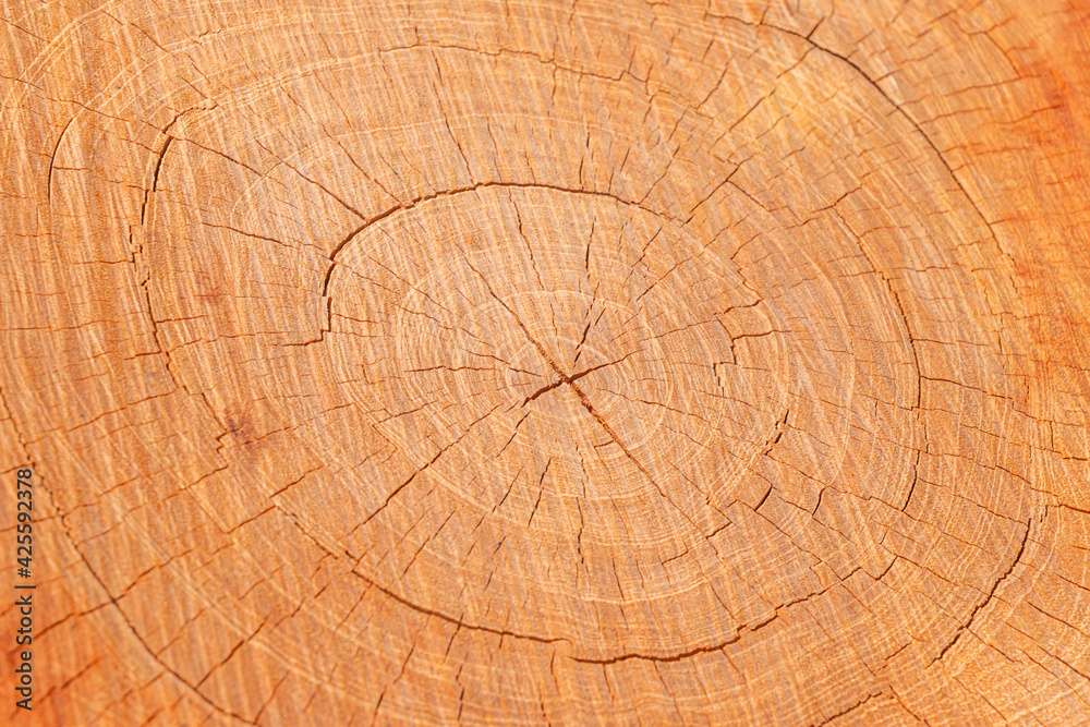 Naklejka premium Texture of old wooden tree cut surface,detailed dark brown and orange tones of a felled tree trunk or stump,ough organic texture.