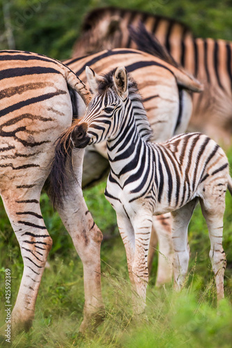 Young Burchell s Zebra in the safety of the herd