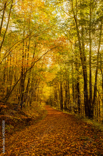 Trail in the fall.