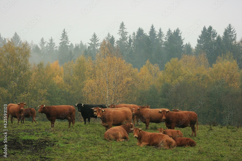cows in a pasture