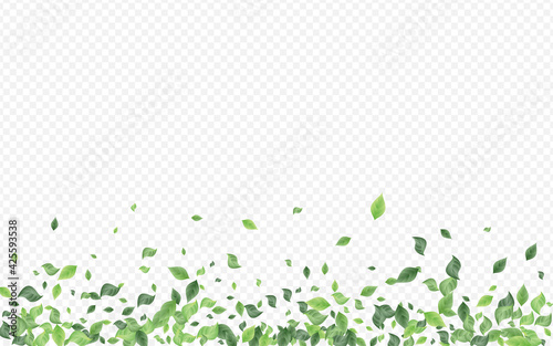 Lime Leaves Spring Vector Transparent Background