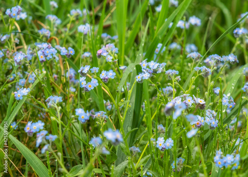 Forget me not - spring blue flowers