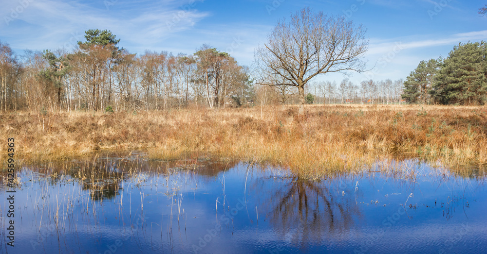Panorama of a tree at the little lake in Drents-Friese Wold, Netherlands