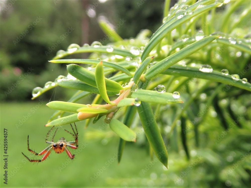 Naklejka premium spider on a leaf