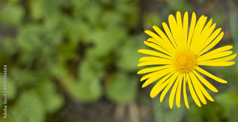 Żółty kwiat Malephora - obrazy, fototapety, plakaty 