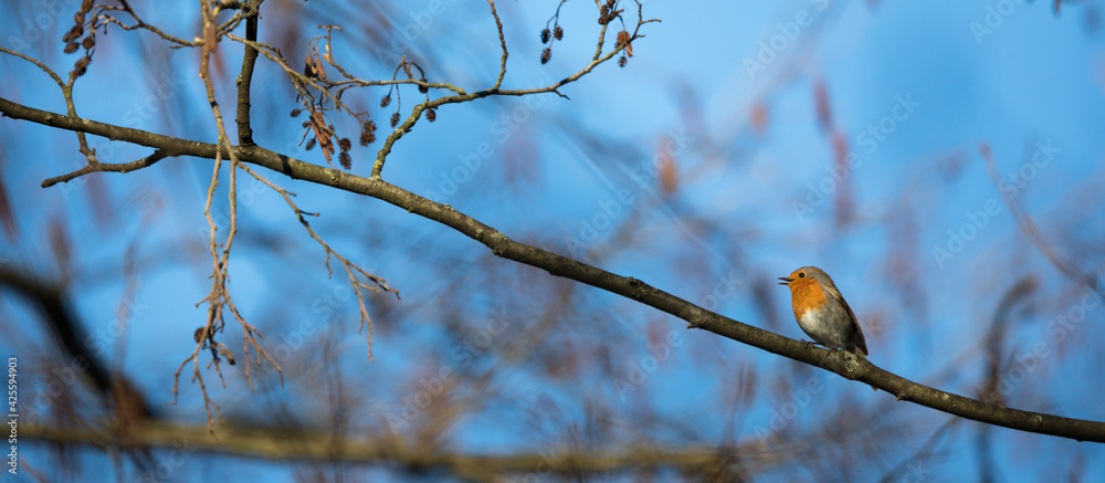 The European robin (Erithacus rubecula) known simply as the robin or robin redbreast The European robin (Erithacus rubecula) known simply as the robin or robin redbreast
