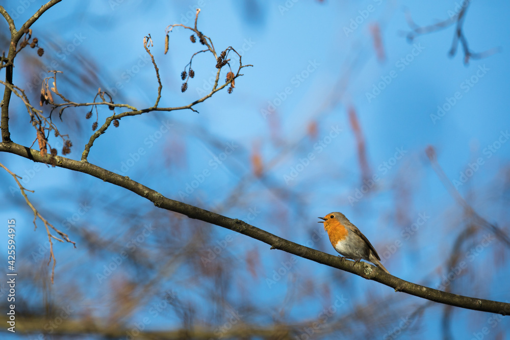 The European robin (Erithacus rubecula) known simply as the robin or robin redbreast The European robin (Erithacus rubecula) known simply as the robin or robin redbreast