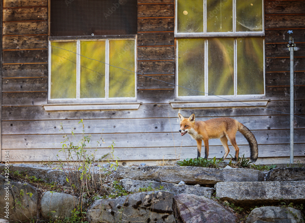 Fototapeta premium Red fox in its natural habitat - wildlife shot