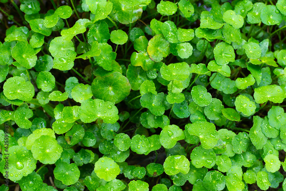 Freshness green leaf background texture Freshness green leaf background texture