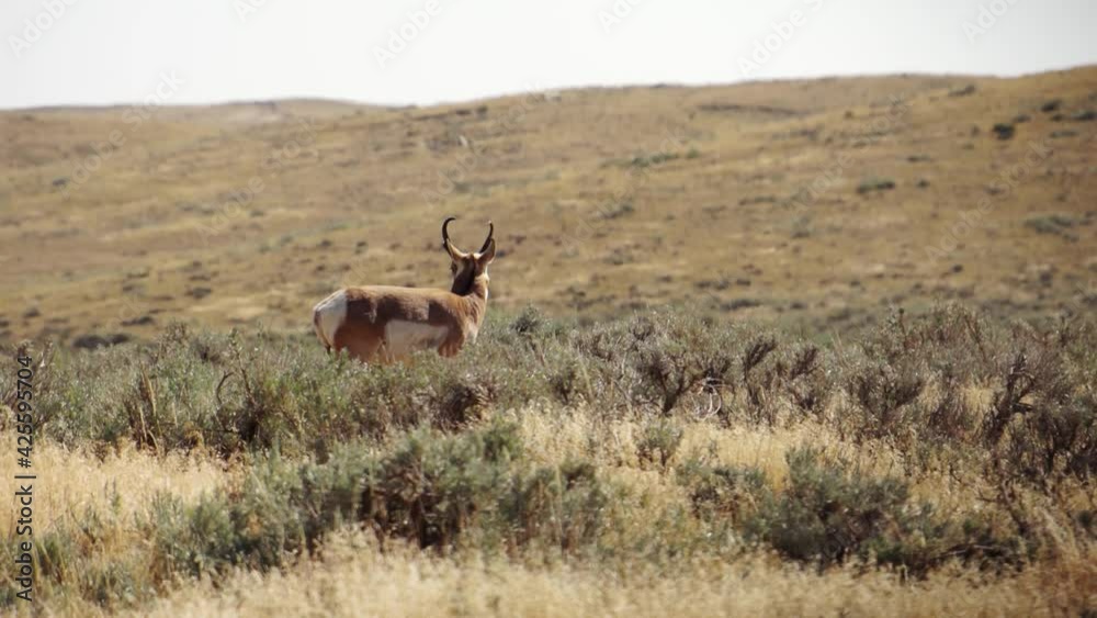 Antelope Pronghorn Buck Walking Through Sagebrush Scenic Wilderness View Antelope Pronghorn Buck Walking Through Sagebrush Scenic Wilderness View