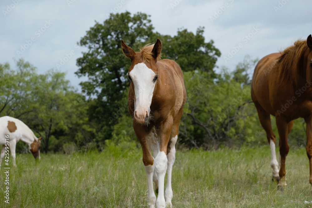 Bald face colt walking through Texas landscape with mare horses in background of field. Bald face colt walking through Texas landscape with mare horses in background of field.